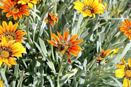 Apmw base flowers 4225