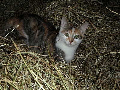 Apmw base cats 0222