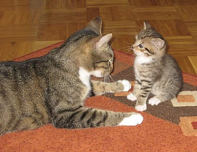 Apmw base cats 0223