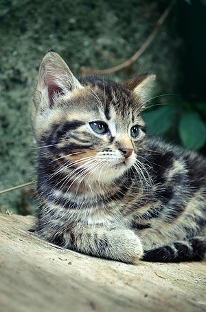 Apmw base cats 0224