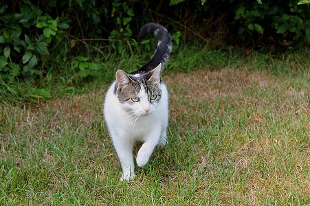 Apmw base cats 0225