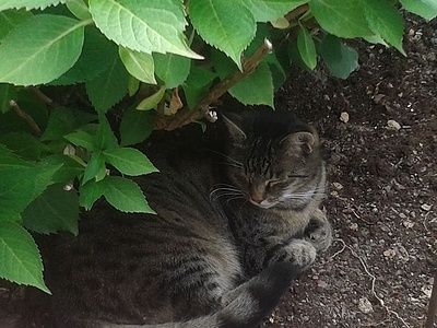 Apmw base cats 0226