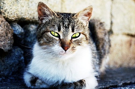 Apmw base cats 0227