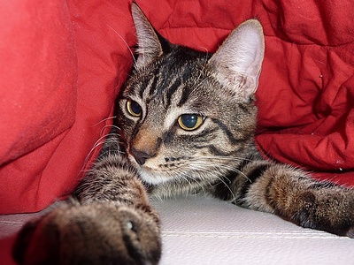 Apmw base cats 0228