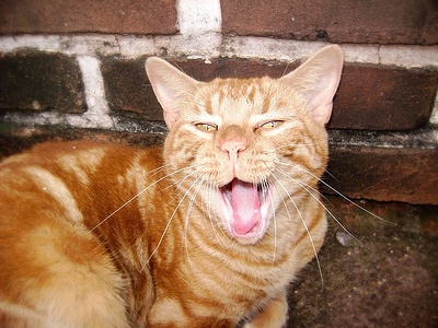 Apmw base cats 0229