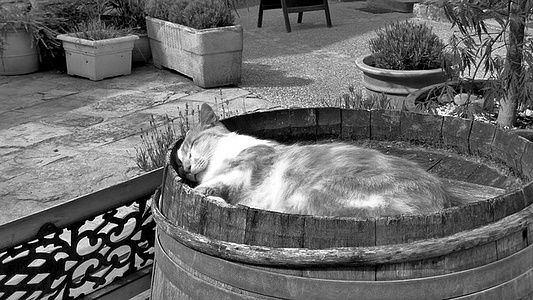 Apmw base cats 0230