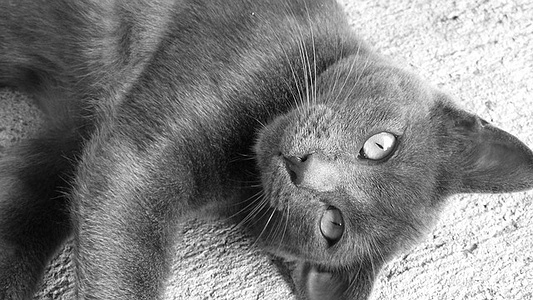 Apmw base cats 0231