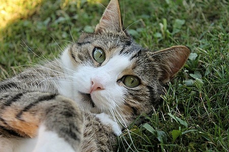 Apmw base cats 0232