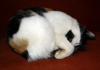 Apmw base cats 0233