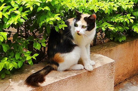 Apmw base cats 0234