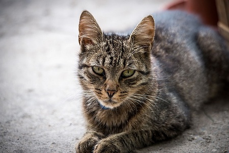 Apmw base cats 0235
