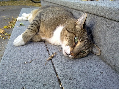 Apmw base cats 0237