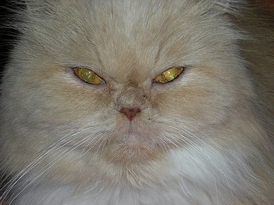 Apmw base cats 0239
