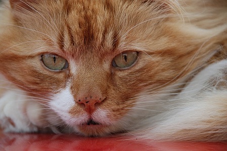 Apmw base cats 0241