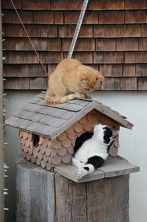 Apmw base cats 0242