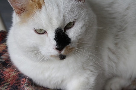 Apmw base cats 0243