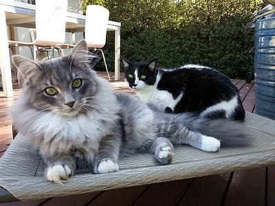 Apmw base cats 0246
