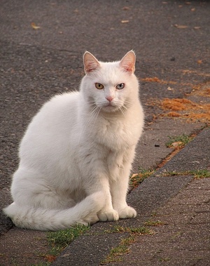 Apmw base cats 0248