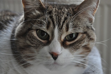 Apmw base cats 0249
