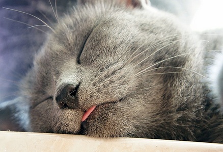 Apmw base cats 0251