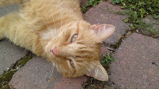Apmw base cats 0253