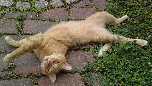Apmw base cats 0254