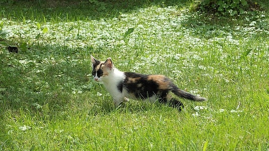Apmw base cats 0255