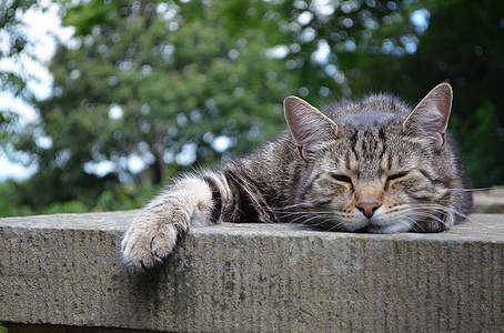 Apmw base cats 0256