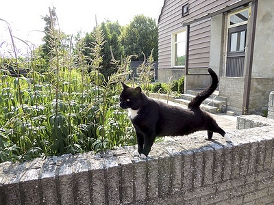 Apmw base cats 0257