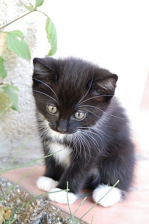 Apmw base cats 0258