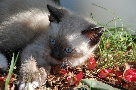Apmw base cats 0259