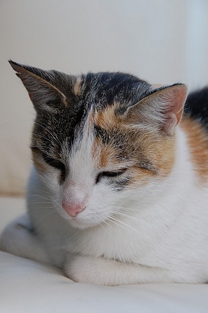 Apmw base cats 0260