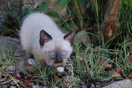 Apmw base cats 0261