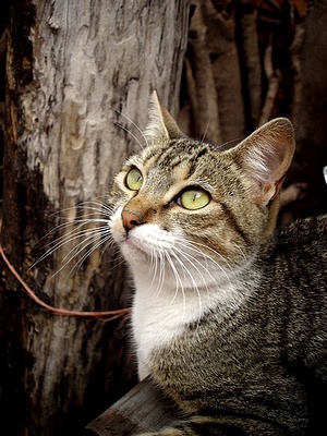 Apmw base cats 0262