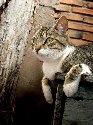 Apmw base cats 0263