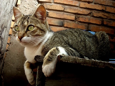 Apmw base cats 0264