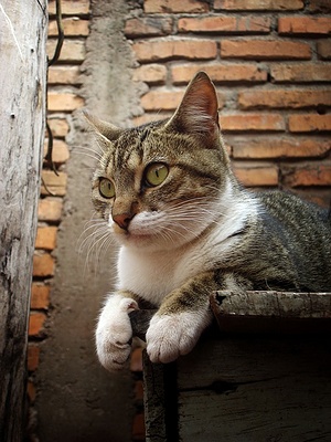 Apmw base cats 0265