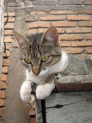 Apmw base cats 0266