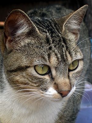 Apmw base cats 0267