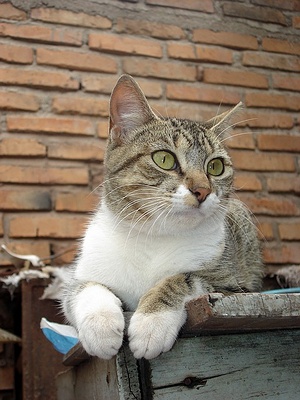 Apmw base cats 0268
