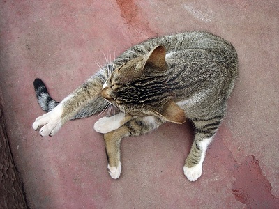 Apmw base cats 0269