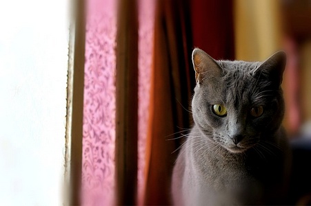 Apmw base cats 0270