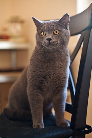 Apmw base cats 0273