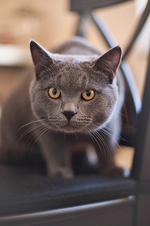 Apmw base cats 0274