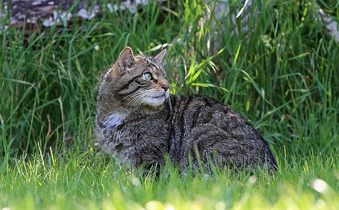 Apmw base cats 0275