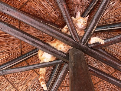 Apmw base cats 0277