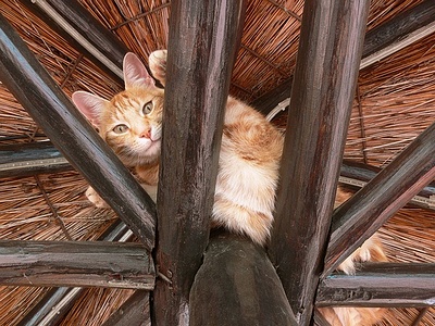 Apmw base cats 0278