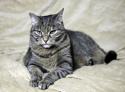 Apmw base cats 0280