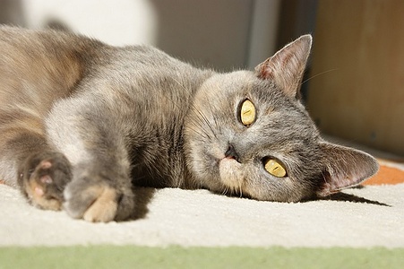 Apmw base cats 0281