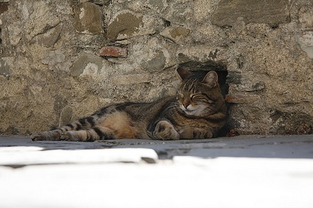 Apmw base cats 0282